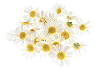 CAMOMILLE ROMAINE FLEURS