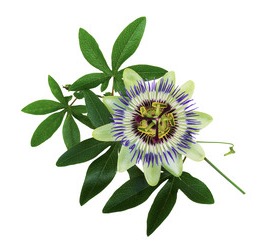 PASSIFLORE