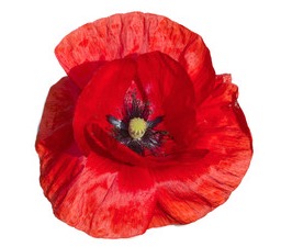 COQUELICOT PETALES