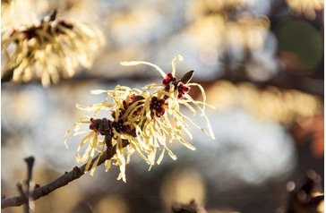 HAMAMELIS