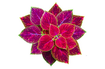 Coleus