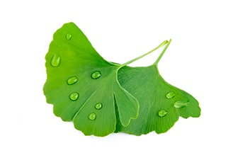 Gingko Biloba