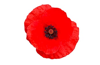 Coquelicot